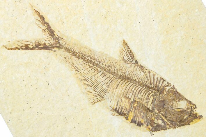 Detailed Fossil Fish (Diplomystus) - Wyoming #318258